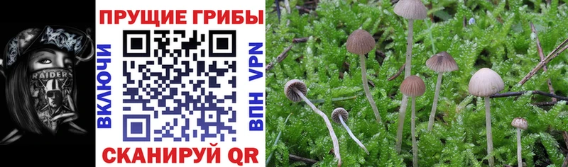 как найти закладки  Красноярск  блэк спрут как зайти  Галлюциногенные грибы Cubensis 
